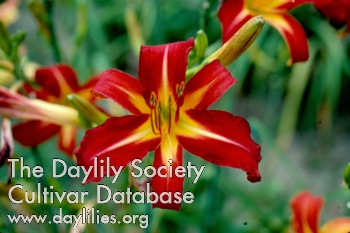 Daylily Look See